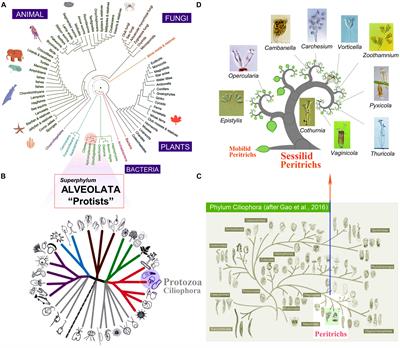 Single-Cell Genomic Sequencing of Three Peritrichs (Protista, Ciliophora) Reveals Less Biased Stop Codon Usage and More Prevalent Programmed Ribosomal Frameshifting Than in Other Ciliates